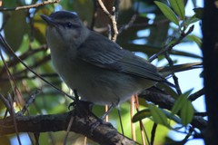 Vireo altiloquus