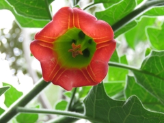 Brugmansia sanguinea