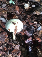 Amanita magnivelaris