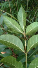 Tetradium ruticarpum