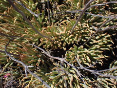 Tylecodon wallichii