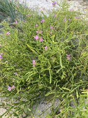 Cakile maritima baltica