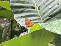 Bibasis harisa consobrina