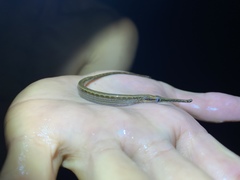 Microphis aculeatus