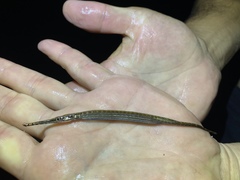 Microphis aculeatus