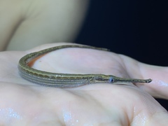 Microphis aculeatus image