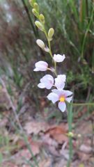 Ixia scillaris