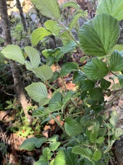 Rubus niveus
