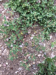 Euphorbia rayturneri