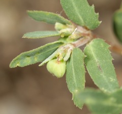 Euphorbia rayturneri