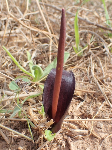 Image of Biarum tenuifolium by (c) Katerina Kalogerini, some rights reserved (CC BY)