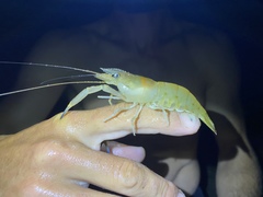 Macrobrachium vollenhovenii