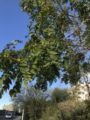 Ailanthus altissima