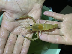 Macrobrachium vollenhovenii