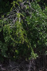 Azima tetracantha