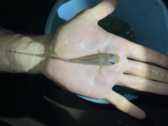 Chrysichthys ogooensis