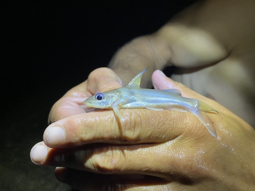 Ogowe catfish (Chrysichthys ogooensis) — Claroteidae — 2