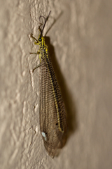 Banyutus lethalis