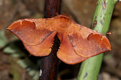 Goodia kuntzei