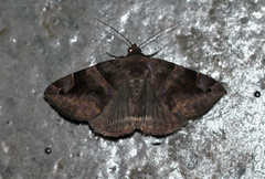 Dysgonia erectata