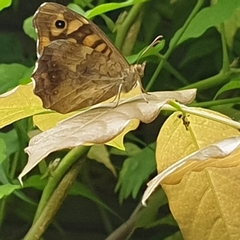 Pararge aegeria