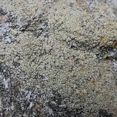 Lecanora polytropa