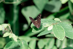 Junonia lemonias aenaria