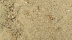 Camponotus importunus