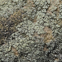 Lecanora polytropa