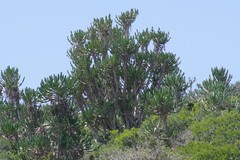 Euphorbia triangularis