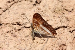 Adelpha jordani