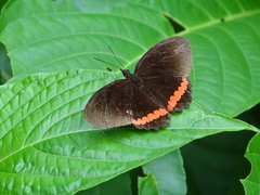 Biblis
