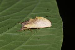 Hemiceras pallidula