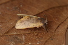 Hemiceras pallidula