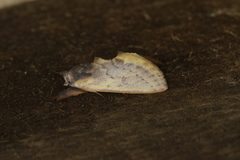 Hemiceras pallidula