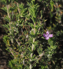 Satureja thymbra