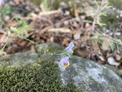 Linaria repens