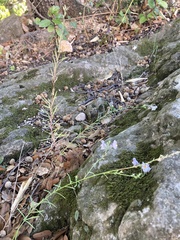 Linaria repens