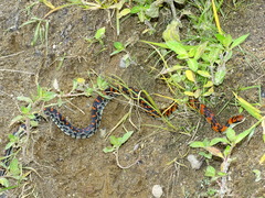 Erythrolamprus vitti