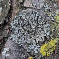 Phaeophyscia hirsuta