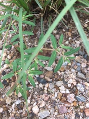 Euphorbia rayturneri