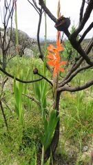 Watsonia spectabilis