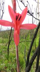Watsonia spectabilis