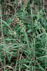 Setaria barbata