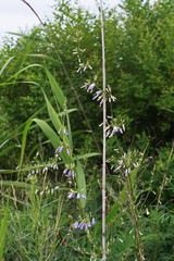 Adenophora triphylla