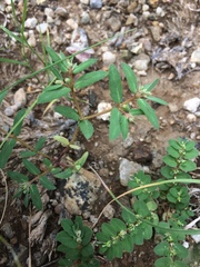 Euphorbia rayturneri