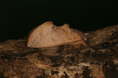Hemiceras rufescens