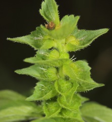 Acalypha neomexicana