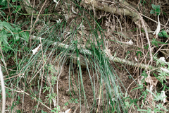Liriope graminifolia