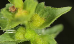 Acalypha neomexicana